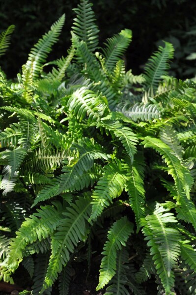 Hard fern Blechnum spicant 5-10 pot P9 Blechnum spicant