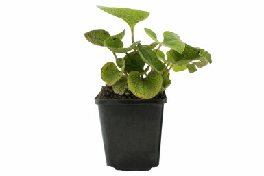 Siberian bugloss Brunnera macrophylla 5-10 pot P9 Brunnera macrophylla