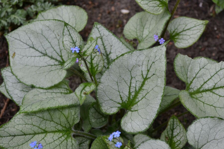 Siberian bugloss Brunnera macrophylla 'Jack Frost' 20-30 pot C5 Brunnera macrophylla 'Jack Frost'