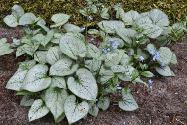 Siberian bugloss Brunnera macrophylla 'Jack Frost' 20-30 pot C5 Brunnera macrophylla 'Jack Frost'