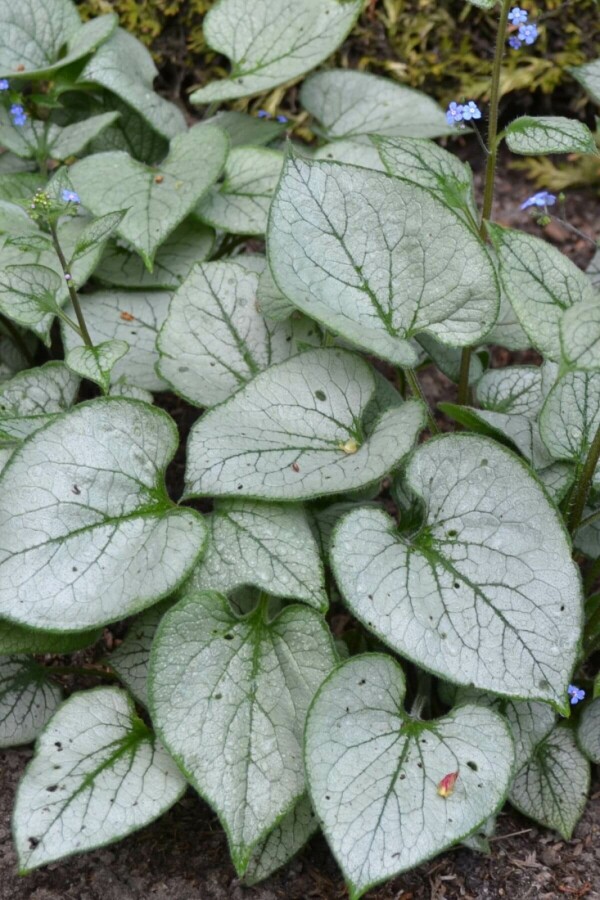 Siberian bugloss Brunnera macrophylla 'Jack Frost' 20-30 pot C5 Brunnera macrophylla 'Jack Frost'