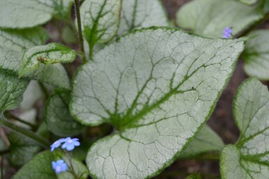 Siberian bugloss Brunnera macrophylla 'Jack Frost' 20-30 pot C5 Brunnera macrophylla 'Jack Frost'