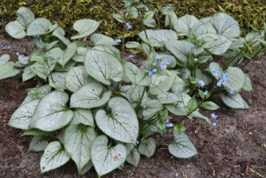 Siberian bugloss Brunnera macrophylla 'Jack Frost' 5-10 pot P9