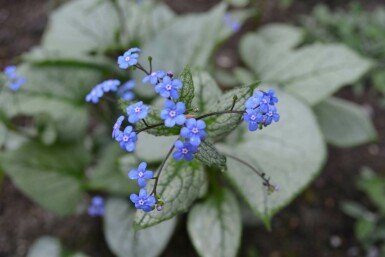 Siberian bugloss Brunnera macrophylla 'Jack Frost' 5-10 pot P9