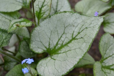 Siberian bugloss Brunnera macrophylla 'Jack Frost' 5-10 pot P9