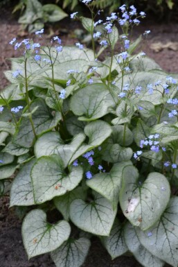 Siberian bugloss Brunnera macrophylla 'Jack Frost' 5-10 pot P9