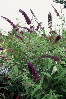 Butterfly bush Buddleja davidii 'Black Knight' shrub 20-30 pot C2
