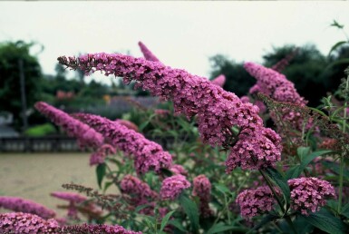 Butterfly bush Buddleja davidii 'Pink Delight' shrub 30-40 pot C3