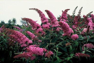 Butterfly bush Buddleja davidii 'Pink Delight' shrub 30-40 pot C3