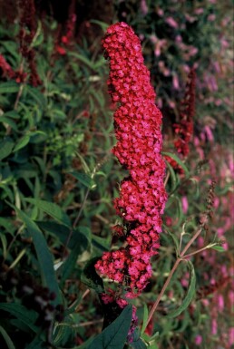 Butterfly bush Buddleja davidii 'Royal Red' shrub 30-40 pot C3