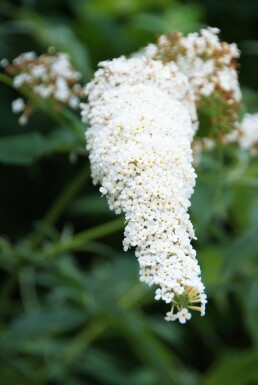 Butterfly bush Buddleja davidii 'White Profusion' shrub 30-40 pot C3