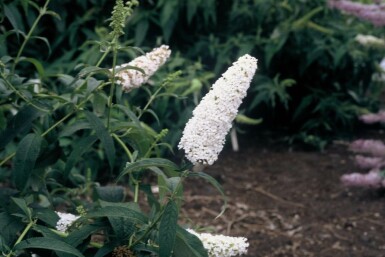 Butterfly bush Buddleja davidii 'White Profusion' shrub 30-40 pot C3