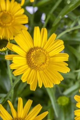 Yellow ox eye Buphthalmum salicifolium 5-10 pot P9 Buphthalmum salicifolium