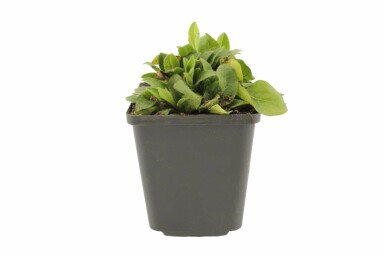 Yellow ox eye Buphthalmum salicifolium 5-10 pot P9 Buphthalmum salicifolium