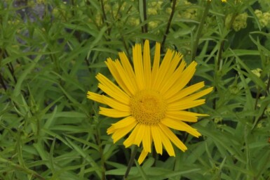 Yellow ox eye Buphthalmum salicifolium 5-10 pot P9