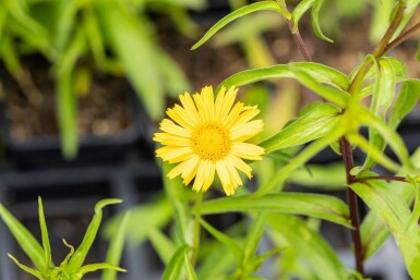 Yellow ox eye Buphthalmum salicifolium 5-10 pot P9