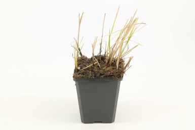 Feather reed grass Calamagrostis × acutiflora 'Karl Foerster' 5-10 pot P9