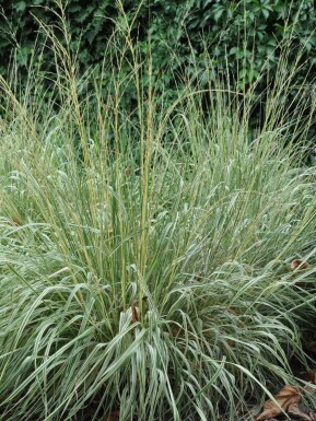 Feather reed grass Calamagrostis × acutiflora 'Overdam' 5-10 pot P9