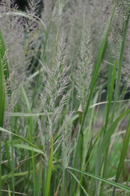 Korean feather reed grass Calamagrostis brachytricha 5-10 pot P9