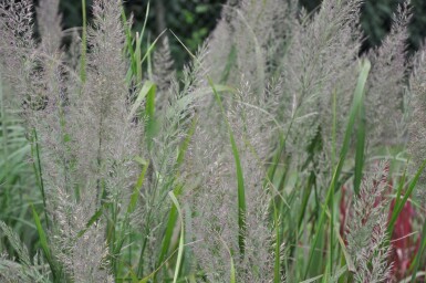 Korean feather reed grass Calamagrostis brachytricha 5-10 pot P9