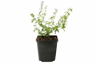 Lesser calamint Clinopodium nepeta subsp. nepeta 5-10 pot P9 Clinopodium nepeta subsp. nepeta