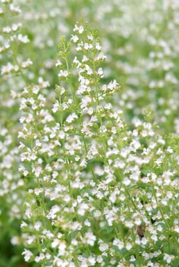 Lesser calamint Clinopodium nepeta subsp. nepeta 5-10 pot P9 Clinopodium nepeta subsp. nepeta