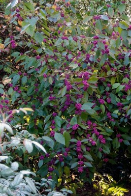 Bodinier beautyberry Callicarpa bodinieri 'Profusion' shrub 30-40 pot C2