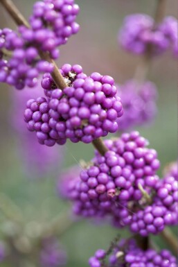 Bodinier beautyberry Callicarpa bodinieri 'Profusion' shrub 30-40 pot C2