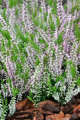 Heather Calluna vulgaris 'Pink Angie' 5-10 pot P9,5