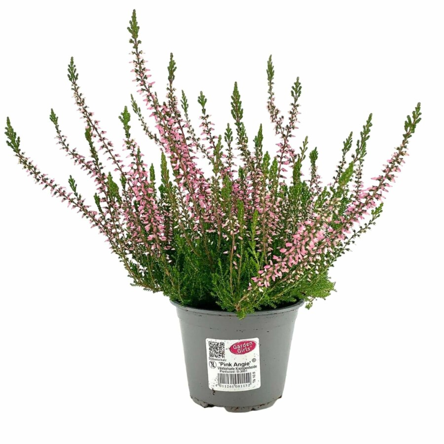 Heather Calluna vulgaris 'Pink Angie' 5-10 pot P9,5 Calluna vulgaris 'Pink Angie'