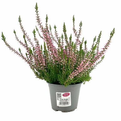 Heather Calluna vulgaris 'Pink Angie' 5-10 pot P9,5 Calluna vulgaris 'Pink Angie'