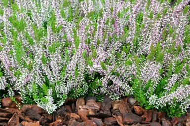 Heather Calluna vulgaris 'Pink Angie' 5-10 pot P9,5 Calluna vulgaris 'Pink Angie'