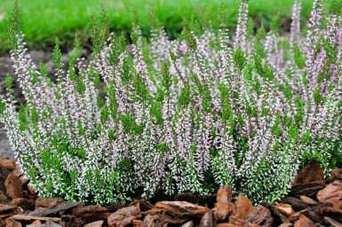 Heather Calluna vulgaris 'Pink Angie' 5-10 pot P9,5 Calluna vulgaris 'Pink Angie'