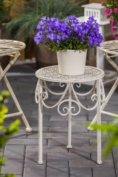 Tussock bellflower Campanula carpatica 5-10 pot P9 Campanula carpatica