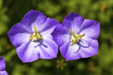 Tussock bellflower Campanula carpatica 5-10 pot P9