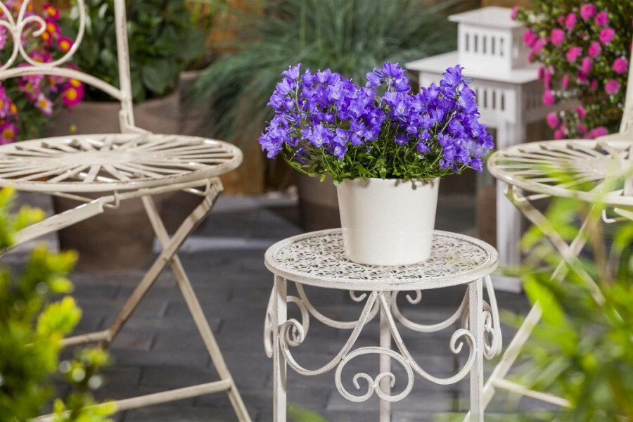 Tussock bellflower Campanula carpatica 5-10 pot P9 Campanula carpatica