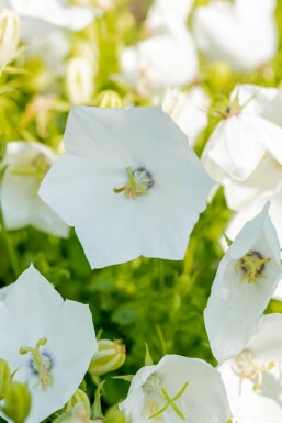 Tussock bellflower Campanula carpatica 'Alba' 5-10 pot P9