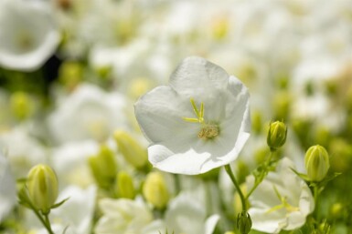 Tussock bellflower Campanula carpatica 'Alba' 5-10 pot P9