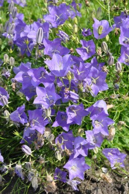 Tussock bellflower Campanula carpatica 'Blaue Clips' 5-10 pot P9 Campanula carpatica 'Blaue Clips'