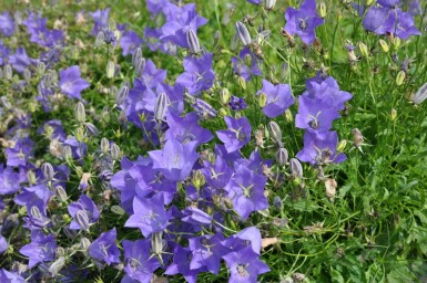 Tussock bellflower Campanula carpatica 'Blaue Clips' 5-10 pot P9