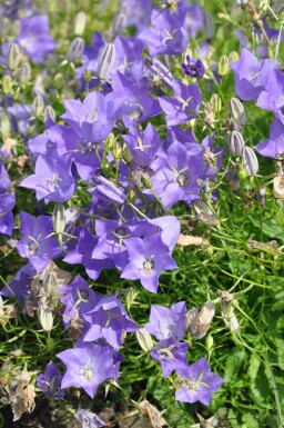 Tussock bellflower Campanula carpatica 'Blaue Clips' 5-10 pot P9
