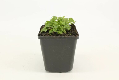 Tussock bellflower Campanula carpatica 'Weisse Clips' 5-10 pot P9 Campanula carpatica 'Weisse Clips'