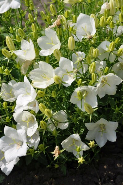 Tussock bellflower Campanula carpatica 'Weisse Clips' 5-10 pot P9 Campanula carpatica 'Weisse Clips'