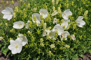 Tussock bellflower Campanula carpatica 'Weisse Clips' 5-10 pot P9 Campanula carpatica 'Weisse Clips'