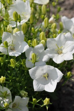 Tussock bellflower Campanula carpatica 'Weisse Clips' 5-10 pot P9 Campanula carpatica 'Weisse Clips'