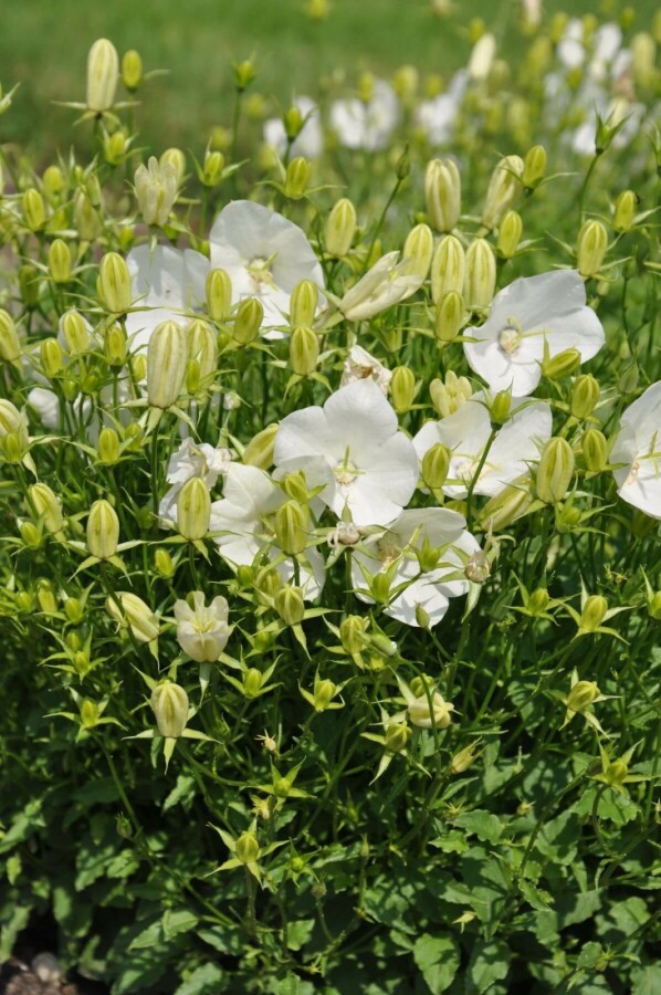 Tussock bellflower Campanula carpatica 'Weisse Clips' 5-10 pot P9 Campanula carpatica 'Weisse Clips'