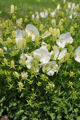 Tussock bellflower Campanula carpatica 'Weisse Clips' 5-10 pot P9 Campanula carpatica 'Weisse Clips'
