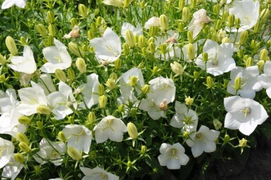Tussock bellflower Campanula carpatica 'Weisse Clips' 5-10 pot P9 Campanula carpatica 'Weisse Clips'