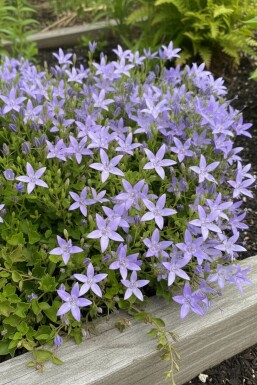 Adriatic bellflower Campanula garganica 'Major' 5-10 pot P9 Campanula garganica 'Major'