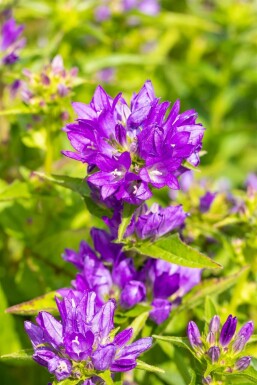 Clustered bellflower Campanula glomerata 'Acaulis' 5-10 pot P9 Campanula glomerata 'Acaulis'